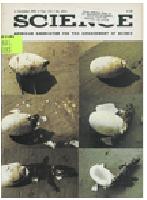 Alligator eggs on the cover of Science in June 1982 